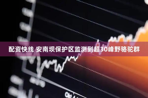 配资快线 安南坝保护区监测到超30峰野骆驼群